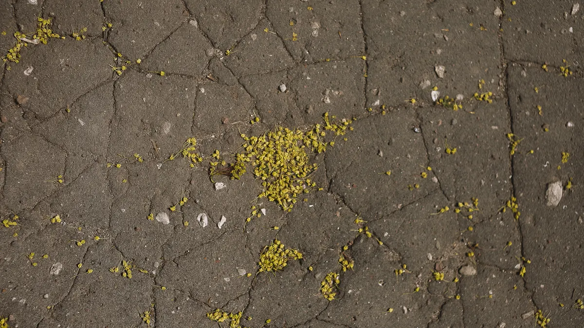 How Stamped Concrete Patios Perform in Freeze-Thaw Climates cracked pavement with moss patches